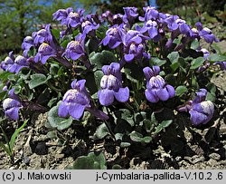 Cymbalaria pallida (cymbalaria blada)