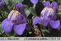 Cymbalaria pallida (cymbalaria blada)