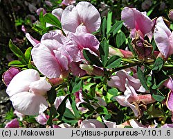 Chamaecytisus purpureus (szczodrzeniec purpurowy)