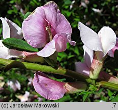 Chamaecytisus purpureus (szczodrzeniec purpurowy)