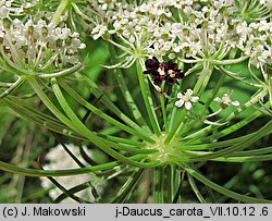 Daucus carota (marchew zwyczajna)