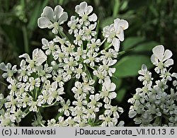 Daucus carota (marchew zwyczajna)