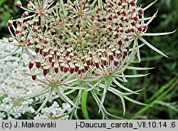 Daucus carota (marchew zwyczajna)