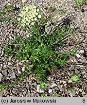 Daucus carota (marchew zwyczajna)