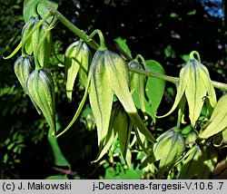 Decaisnea fargesii (palecznik chiński)