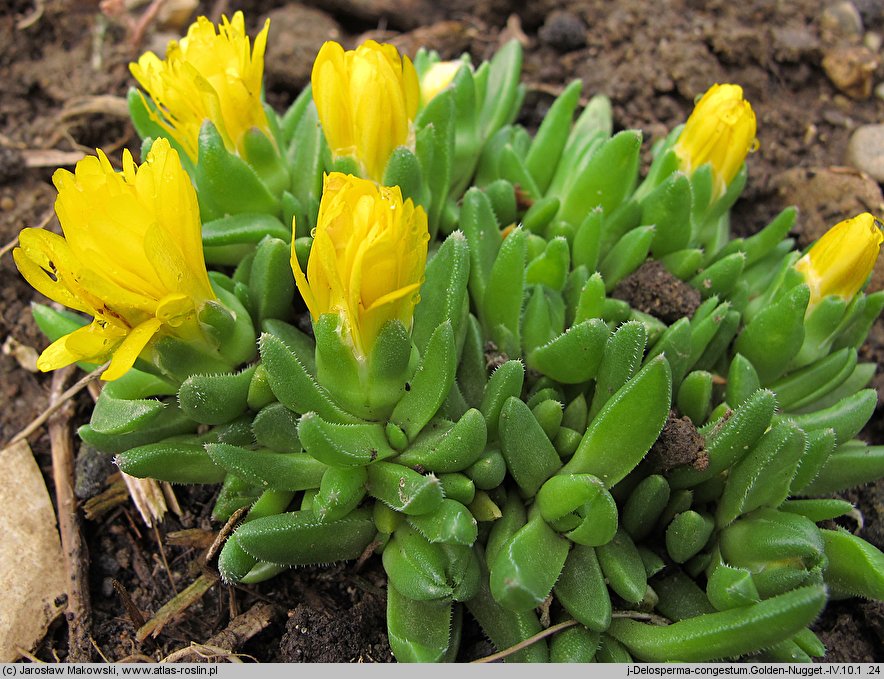 Delosperma congestum (słonecznica zwarta)