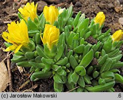 Delosperma congestum (słonecznica zwarta)