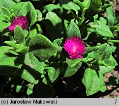 Delosperma harazianum