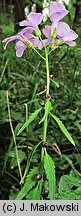 Dentaria bulbifera (żywiec cebulkowy)