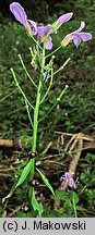 Dentaria bulbifera (żywiec cebulkowy)