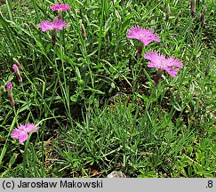 Dianthus gratianopolitanus (goździk siny)