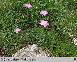 Dianthus gratianopolitanus (goździk siny)