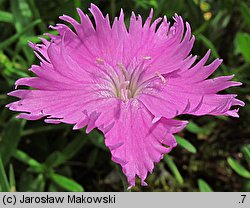 Dianthus gratianopolitanus (goździk siny)