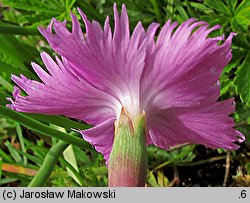 Dianthus gratianopolitanus (goździk siny)