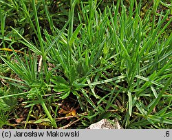 Dianthus gratianopolitanus (goździk siny)