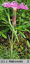 Dianthus gratianopolitanus (goździk siny)