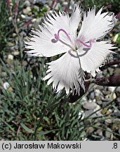 Dianthus gratianopolitanus Greystone