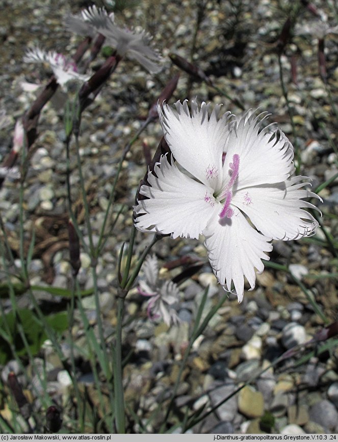 Dianthus gratianopolitanus Greystone