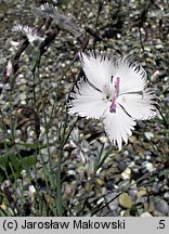 Dianthus gratianopolitanus Greystone