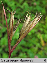 Dianthus armeria (goździk kosmaty)