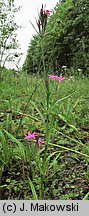 Dianthus armeria (goździk kosmaty)