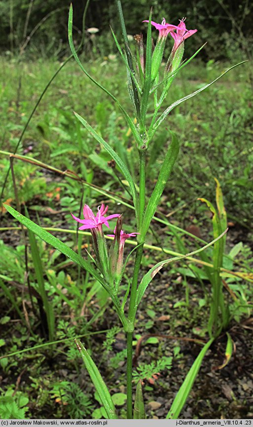 Dianthus armeria (goździk kosmaty)