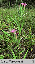 Dianthus armeria (goździk kosmaty)