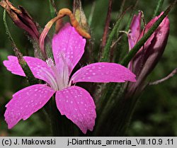 Dianthus armeria (goździk kosmaty)