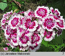 Dianthus barbatus ssp. barbatus (goździk brodaty)