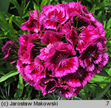 Dianthus barbatus ssp. barbatus (goździk brodaty)