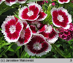 Dianthus barbatus ssp. barbatus (goździk brodaty)