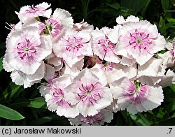 Dianthus barbatus ssp. barbatus (goździk brodaty)