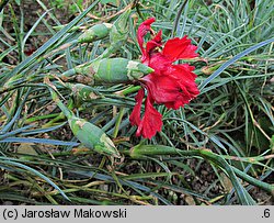 Dianthus caryophyllus (goździk ogrodowy)