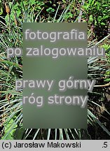 Dianthus caryophyllus (goździk ogrodowy)
