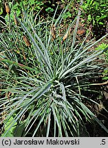 Dianthus caryophyllus (goździk ogrodowy)