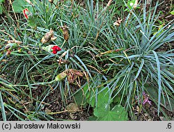 Dianthus caryophyllus (goździk ogrodowy)