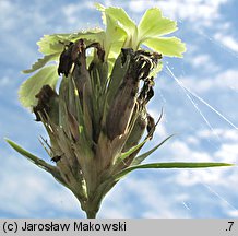 Dianthus knappii