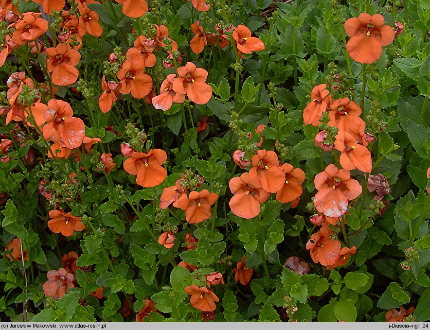 Diascia vigilis (diascja)