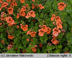 Diascia vigilis (diascja)