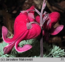 Dicentra Burning Hearts