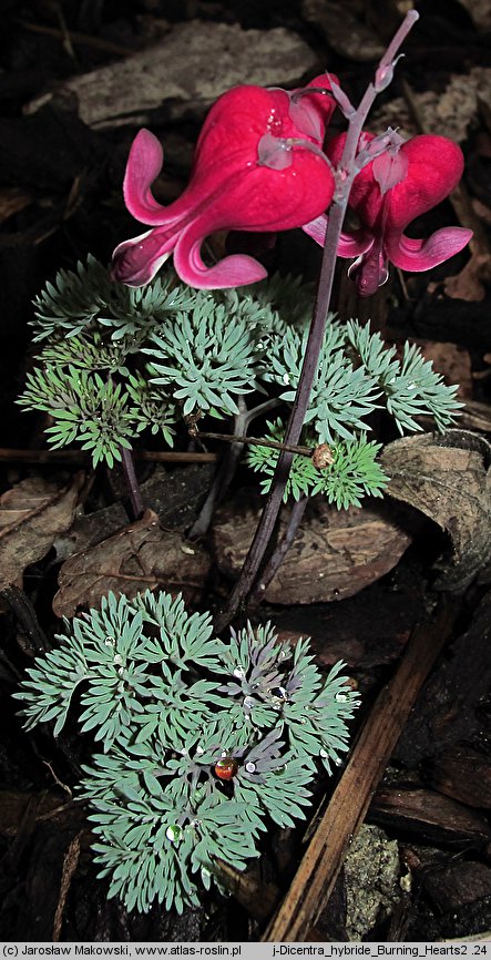 Dicentra Burning Hearts