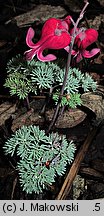 Dicentra Burning Hearts