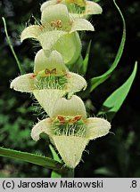 Digitalis lutea (naparstnica żółta)