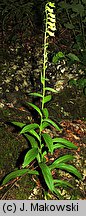 Digitalis grandiflora (naparstnica zwyczajna)