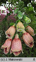 Digitalis ×mertonensis (naparstnica Mertona)
