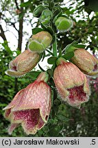 Digitalis ×mertonensis (naparstnica Mertona)