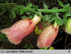 Digitalis ×mertonensis (naparstnica Mertona)