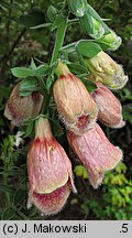 Digitalis ×mertonensis (naparstnica Mertona)