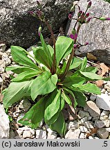 Primula meadia (bożykwiat Meada)