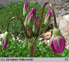 Primula meadia (bożykwiat Meada)